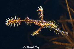 Raja Ampat, Keruo Channel dive point. Ghost Pipe Fish by Ahmet Yay 